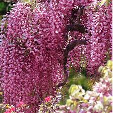Pink Wisteria Flower Seeds for Planting - Bright Blooms, Heirloom, Non-GMO & High Germination Garden Seeds, 100pcs