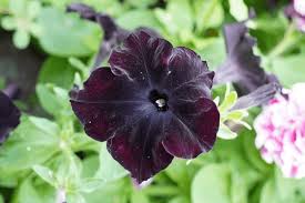 Black Velvet Flower Seeds for Planting - Vibrant Colors, Heirloom, Non-GMO & High Germination Garden Seeds, 100pcs