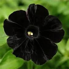 Black Velvet Flower Seeds for Planting - Vibrant Colors, Heirloom, Non-GMO & High Germination Garden Seeds, 100pcs