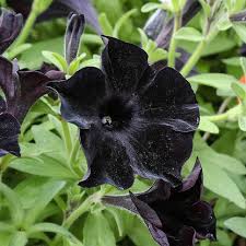 Black Velvet Flower Seeds for Planting - Vibrant Colors, Heirloom, Non-GMO & High Germination Garden Seeds, 100pcs