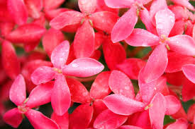 Pale Pink Iceland Flower Seeds for Planting - Cottage Garden Essential, Heirloom, Non-GMO & High Germination Seeds, 100pcs