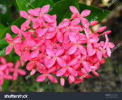 Pale Pink Iceland Flower Seeds for Planting - Cottage Garden Essential, Heirloom, Non-GMO & High Germination Seeds, 100pcs