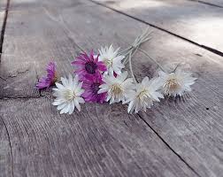 Paper Flower Seeds for Planting - Sun Loving, Heirloom, Non-GMO & High Germination Organic Garden Seeds, 100pcs