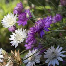 Paper Flower Seeds for Planting - Sun Loving, Heirloom, Non-GMO & High Germination Organic Garden Seeds, 100pcs