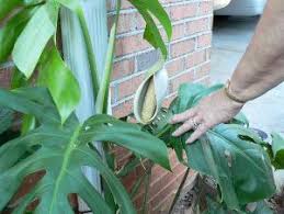 Philodendron Flower Seeds for Planting - Shade Tolerant, Heirloom, Non-GMO & High Germination Garden Seeds, 100pcs