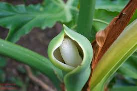 Philodendron Flower Seeds for Planting - Shade Tolerant, Heirloom, Non-GMO & High Germination Garden Seeds, 100pcs