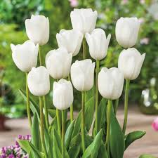 Tulip Flower Seeds for Planting - Premium Quality, Heirloom, Non-GMO & High Germination Organic Garden Seeds, 100pcs