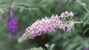 Pink Butterfly Bush Flower Seeds for Planting | Heirloom Non-GMO Organic Garden Seeds | Low Maintenance, 100pcs