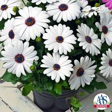 White Osteospermum Flower Seeds for Planting - Bright Blooms, Heirloom, Non-GMO & High Germination Garden Seeds, 100pcs