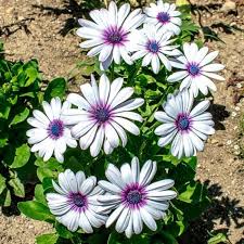 White Osteospermum Flower Seeds for Planting - Bright Blooms, Heirloom, Non-GMO & High Germination Garden Seeds, 100pcs