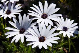 White Osteospermum Flower Seeds for Planting - Bright Blooms, Heirloom, Non-GMO & High Germination Garden Seeds, 100pcs