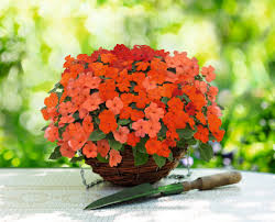 Impatiens Flower Seeds for Planting - Vibrant Colors, Heirloom, Non-GMO & High Germination Garden Seeds, 100pcs