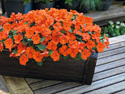 Impatiens Flower Seeds for Planting - Vibrant Colors, Heirloom, Non-GMO & High Germination Garden Seeds, 100pcs