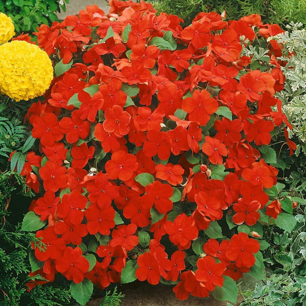 Impatiens Flower Seeds for Planting - Vibrant Colors, Heirloom, Non-GMO & High Germination Garden Seeds, 100pcs