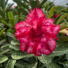 Adenium Obesum Flower Seeds for Planting - Garden Favorite, Heirloom, Non-GMO & High Germination Organic Seeds, 100pcs