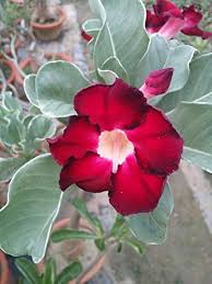 Adenium Obesum Flower Seeds for Planting - Garden Favorite, Heirloom, Non-GMO & High Germination Organic Seeds, 100pcs