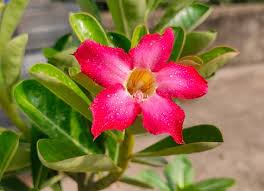 Adenium Obesum Flower Seeds for Planting - Garden Favorite, Heirloom, Non-GMO & High Germination Organic Seeds, 100pcs