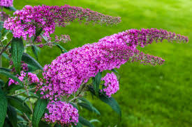 Pink Butterfly Bush Flower Seeds for Planting | Heirloom Non-GMO Organic Garden Seeds | Low Maintenance, 100pcs