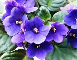 African Violet Flower Seeds for Planting - Easy to Grow, Heirloom, Non-GMO & High Germination Organic Seeds, 100pcs