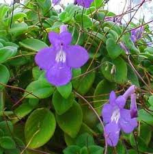 African Violet Flower Seeds for Planting - Easy to Grow, Heirloom, Non-GMO & High Germination Organic Seeds, 100pcs