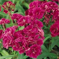 Dianthus Flower Seeds for Planting - Hardy Variety, Heirloom, Non-GMO & High Germination Organic Garden Seeds