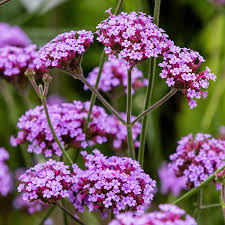 Verbena Flower Seeds for Planting - Perfect for Borders, Heirloom, Non-GMO & High Germination Organic Garden Seeds