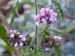 Verbena Flower Seeds for Planting - Perfect for Borders, Heirloom, Non-GMO & High Germination Organic Garden Seeds