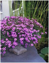 Verbena Flower Seeds for Planting - Perfect for Borders, Heirloom, Non-GMO & High Germination Organic Garden Seeds