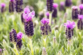 Lavender Stoechas Flower Seeds for Planting - Long Bloom Season, Heirloom, Non-GMO & High Germination Garden Seeds, 100pcs