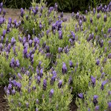 Lavender Stoechas Flower Seeds for Planting - Long Bloom Season, Heirloom, Non-GMO & High Germination Garden Seeds, 100pcs