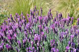 Lavender Stoechas Flower Seeds for Planting - Long Bloom Season, Heirloom, Non-GMO & High Germination Garden Seeds, 100pcs