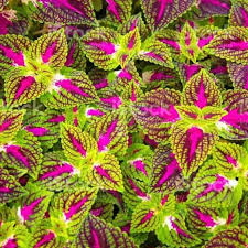 Coleus Flower Seeds for Planting - Compact Growth, Heirloom, Non-GMO & High Germination Organic Garden Seeds