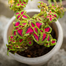 Coleus Flower Seeds for Planting - Compact Growth, Heirloom, Non-GMO & High Germination Organic Garden Seeds