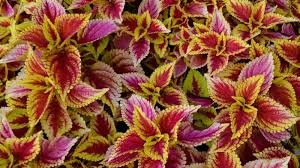 Coleus Flower Seeds for Planting - Compact Growth, Heirloom, Non-GMO & High Germination Organic Garden Seeds