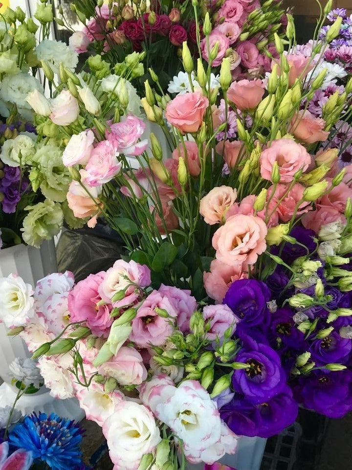 Mixed Lisianthus Flower Seeds for Planting - Pollinator Friendly, Heirloom, Non-GMO & High Germination Garden Seeds