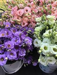 Mixed Lisianthus Flower Seeds for Planting - Pollinator Friendly, Heirloom, Non-GMO & High Germination Garden Seeds
