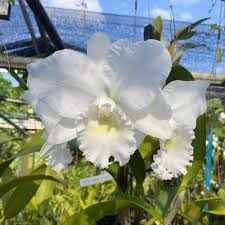 White Cattleya Flower Seeds for Planting - Fragrant Blossoms, Heirloom, Non-GMO & High Germination Organic Garden Seeds