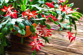 Red Zygocactus Truncatus Flower Seeds for Planting | Heirloom Non-GMO Organic Garden Seeds | Cottage Garden Essential, 100pcs