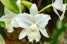 White Cattleya Flower Seeds for Planting - Fragrant Blossoms, Heirloom, Non-GMO & High Germination Organic Garden Seeds