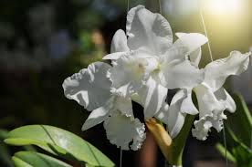 White Cattleya Flower Seeds for Planting - Fragrant Blossoms, Heirloom, Non-GMO & High Germination Organic Garden Seeds