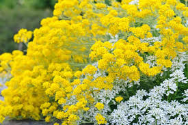 Yellow Aurinia Saxatilis Flower Seeds for Planting - Drought Tolerant, Heirloom & Non-GMO Seeds for Home Garden