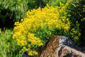 Yellow Aurinia Saxatilis Flower Seeds for Planting - Drought Tolerant, Heirloom & Non-GMO Seeds for Home Garden