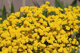 Yellow Aurinia Saxatilis Flower Seeds for Planting - Drought Tolerant, Heirloom & Non-GMO Seeds for Home Garden