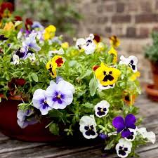 Pansy Flower Seeds for Planting - Cottage Garden Essential, Heirloom & Non-GMO Seeds for Home Garden