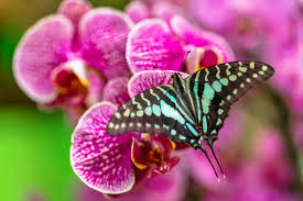 Butterfly Orchid Flower Seeds for Planting - Cut Flower Favorite, Heirloom & Non-GMO Seeds for Home Garden