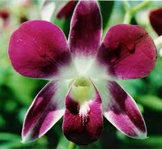 Butterfly Orchid Flower Seeds for Planting - Cut Flower Favorite, Heirloom & Non-GMO Seeds for Home Garden