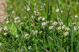 White Trifolium Repens Flower Seeds for Planting | Heirloom Non-GMO Organic Garden Seeds | Seasonal Bloomer, 100pcs