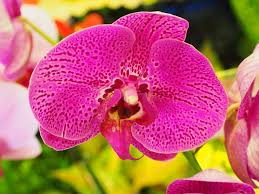 Butterfly Orchid Flower Seeds for Planting - Cut Flower Favorite, Heirloom & Non-GMO Seeds for Home Garden