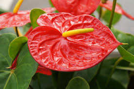 Anthurium Flower Seeds for Planting - Wildflower Mix, Heirloom & Non-GMO Seeds for Home Garden, 100pcs