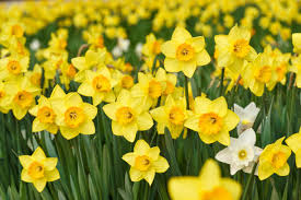 Daffodil Flower Seeds for Planting - Sun Loving, Heirloom & Non-GMO Seeds for Home Garden, 100pcs